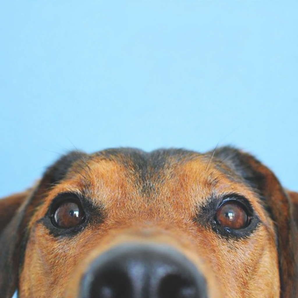 Productos Destacados