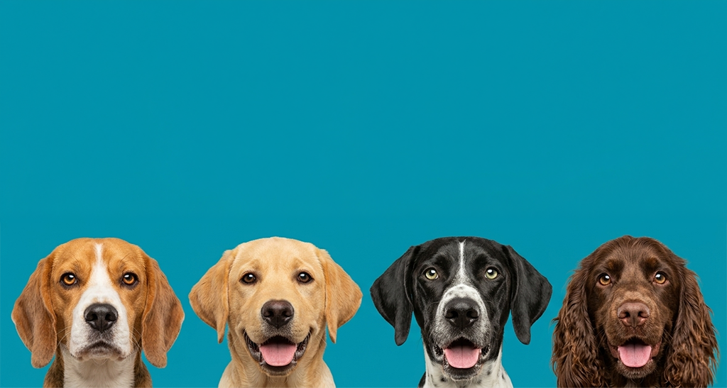 Perros